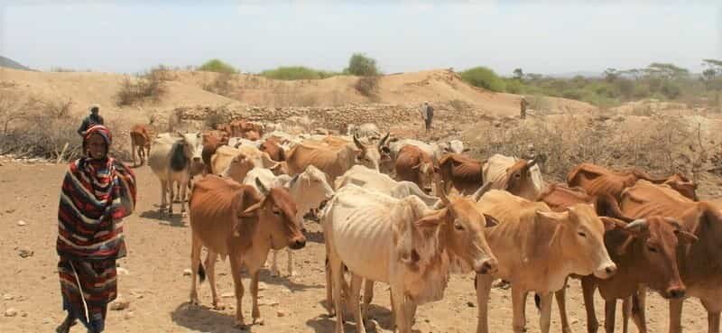 drought pastoralists