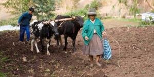 More climate finance in support of small-scale farmers is urgently needed